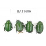 Rutelidae sp. China, Yunnan, Nujiang,  Lushui county. 4Pcs. BA11686.