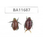 Rutelidae sp. China, Yunnan, Nujiang,  Lushui county. 2Pcs. BA11687.