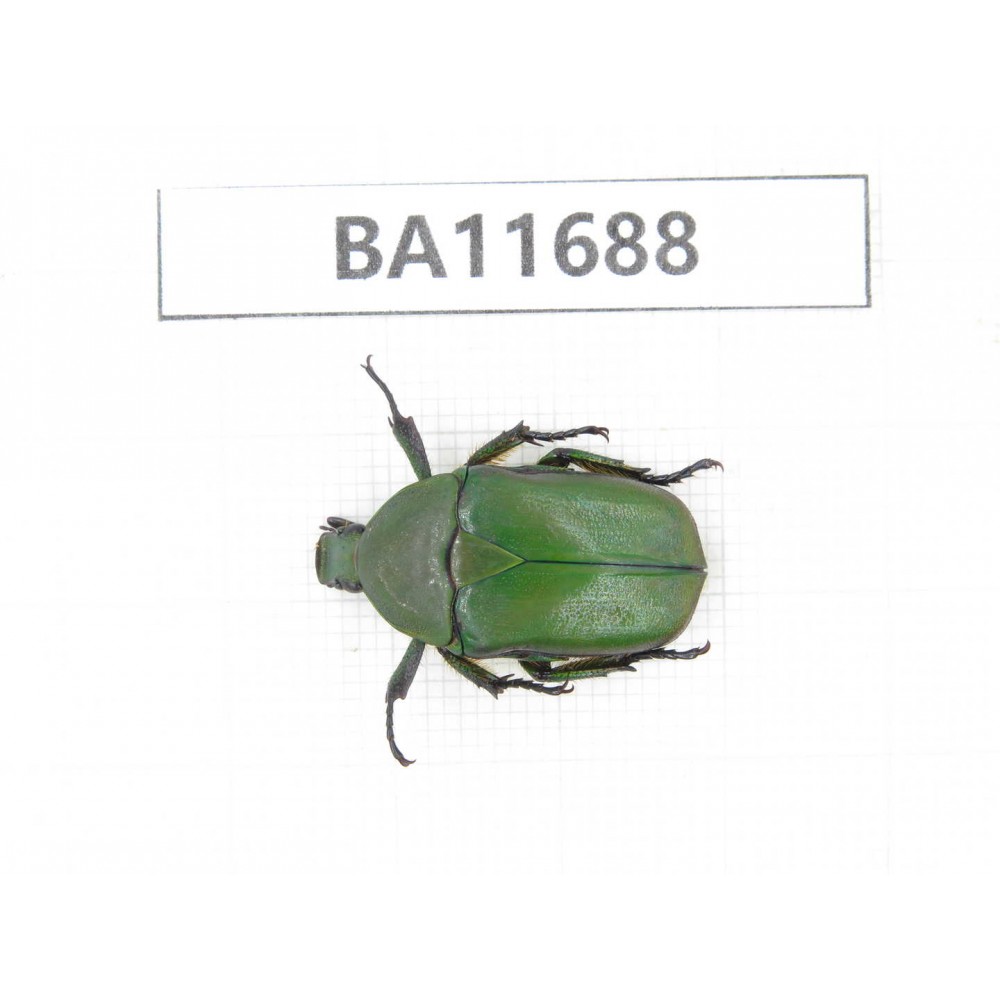 Cetoniidae sp. China,  Yunnan, Nujiang,  Lushui county. 1Pcs. BA11688.