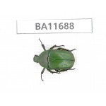 Cetoniidae sp. China,  Yunnan, Nujiang,  Lushui county. 1Pcs. BA11688.