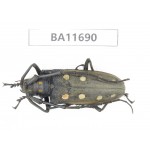 Cerambycidae sp. China, Yunnan, Nujiang,  Fugong county. 1Pcs. BA11690.