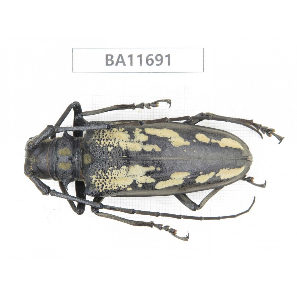Cerambycidae sp. China, Yunnan, Nujiang,  Fugong county. 1Pcs. BA11691.