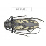 Cerambycidae sp. China, Yunnan, Nujiang,  Fugong county. 1Pcs. BA11691.