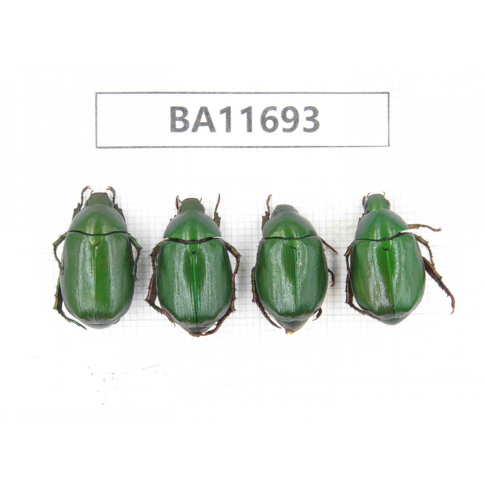 Rutelidae sp. China, Yunnan, Nujiang,  Fugong county. 4Pcs. BA11693.
