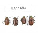 Rutelidae sp. China, Yunnan, Nujiang,  Fugong county. 4Pcs. BA11694.