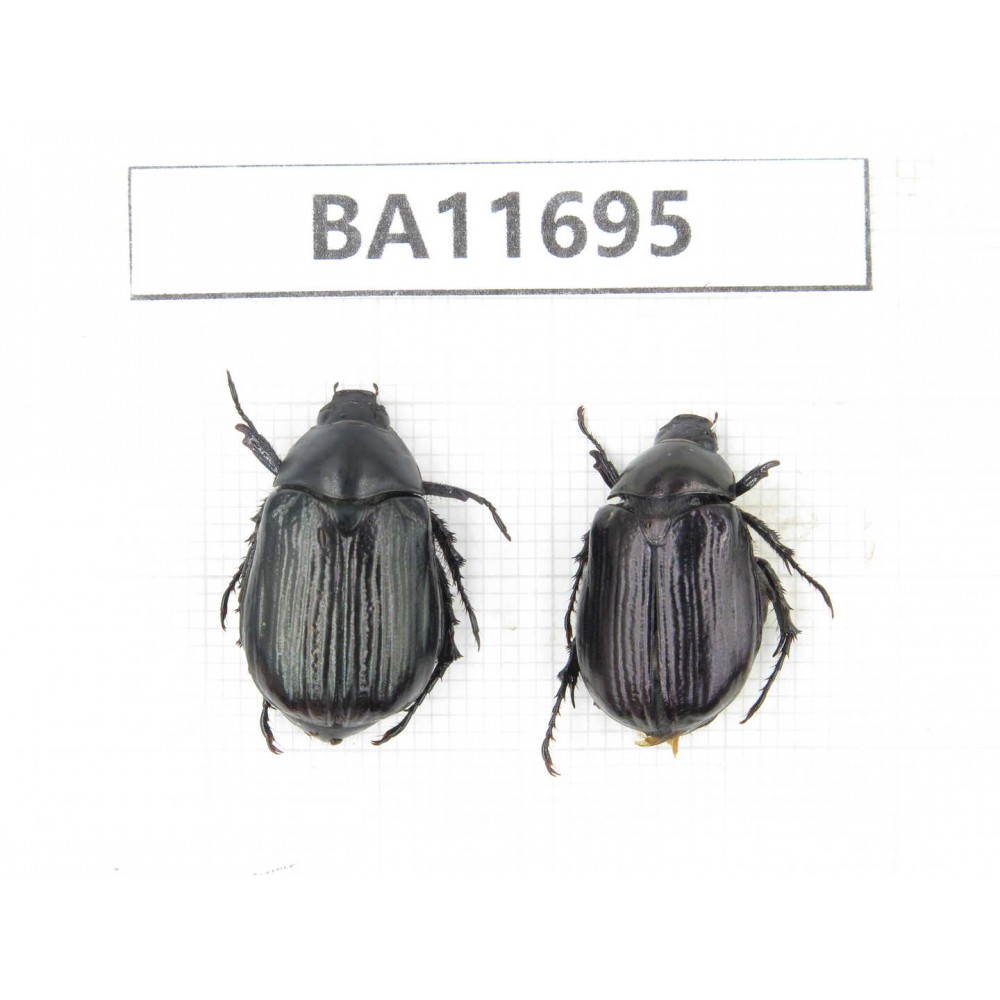 Rutelidae sp. China, Yunnan, Nujiang,  Fugong county. 2Pcs. BA11695.