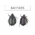Rutelidae sp. China, Yunnan, Nujiang,  Fugong county. 2Pcs. BA11695.