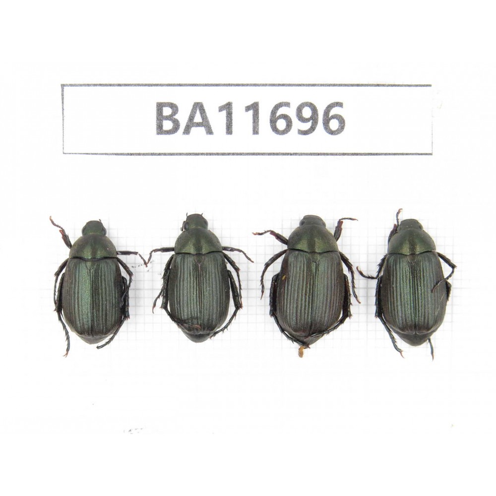 Rutelidae sp. China, Yunnan, Nujiang, Fugong county. 4Pcs. BA11696.