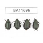 Rutelidae sp. China, Yunnan, Nujiang, Fugong county. 4Pcs. BA11696.