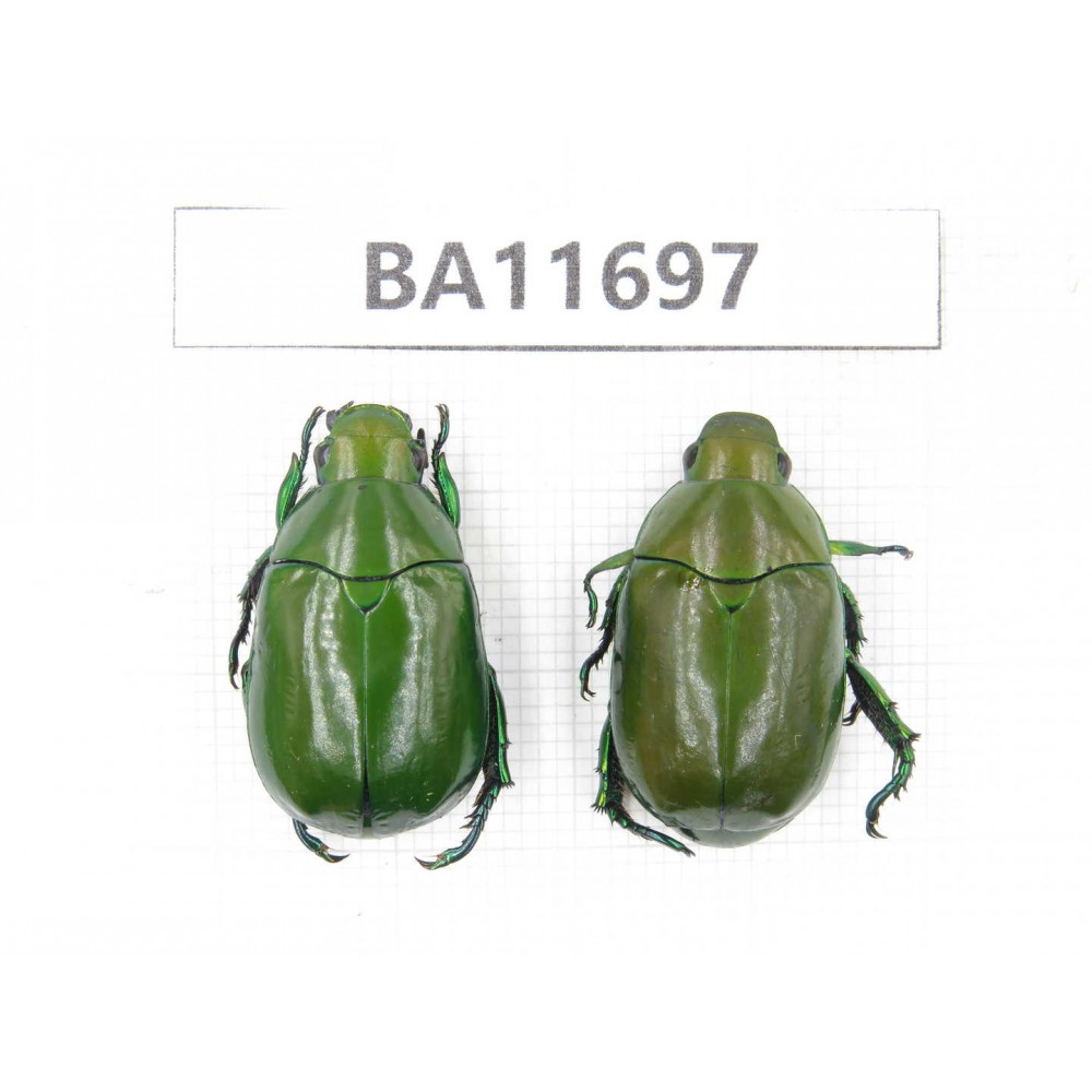 Rutelidae sp. China, Yunnan, Nujiang, Fugong county. 2Pcs. BA11697.