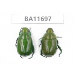Rutelidae sp. China, Yunnan, Nujiang, Fugong county. 2Pcs. BA11697.