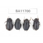 Melolonthidae sp. China, Yunnan, Nujiang,  Fugong county. 4Pcs. BA11700.