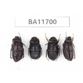 Melolonthidae sp. China, Yunnan, Nujiang,  Fugong county. 4Pcs. BA11700.