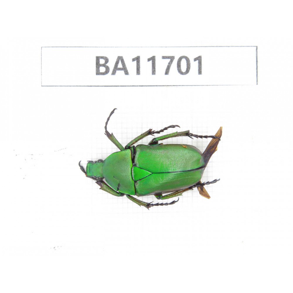 Cetoniidae sp. China,  Yunnan, Nujiang,  Fugong county. 1Pcs. BA11701.