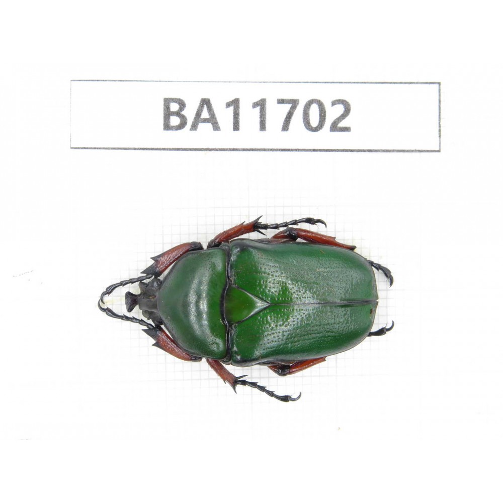 Cetoniidae sp. China,  Yunnan, Nujiang,  Fugong county. 1Pcs. BA11702.