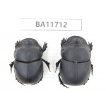 Geotrupidae sp. China,  Hainan Island, Qiongzhong county. 2Pcs. BA11712.