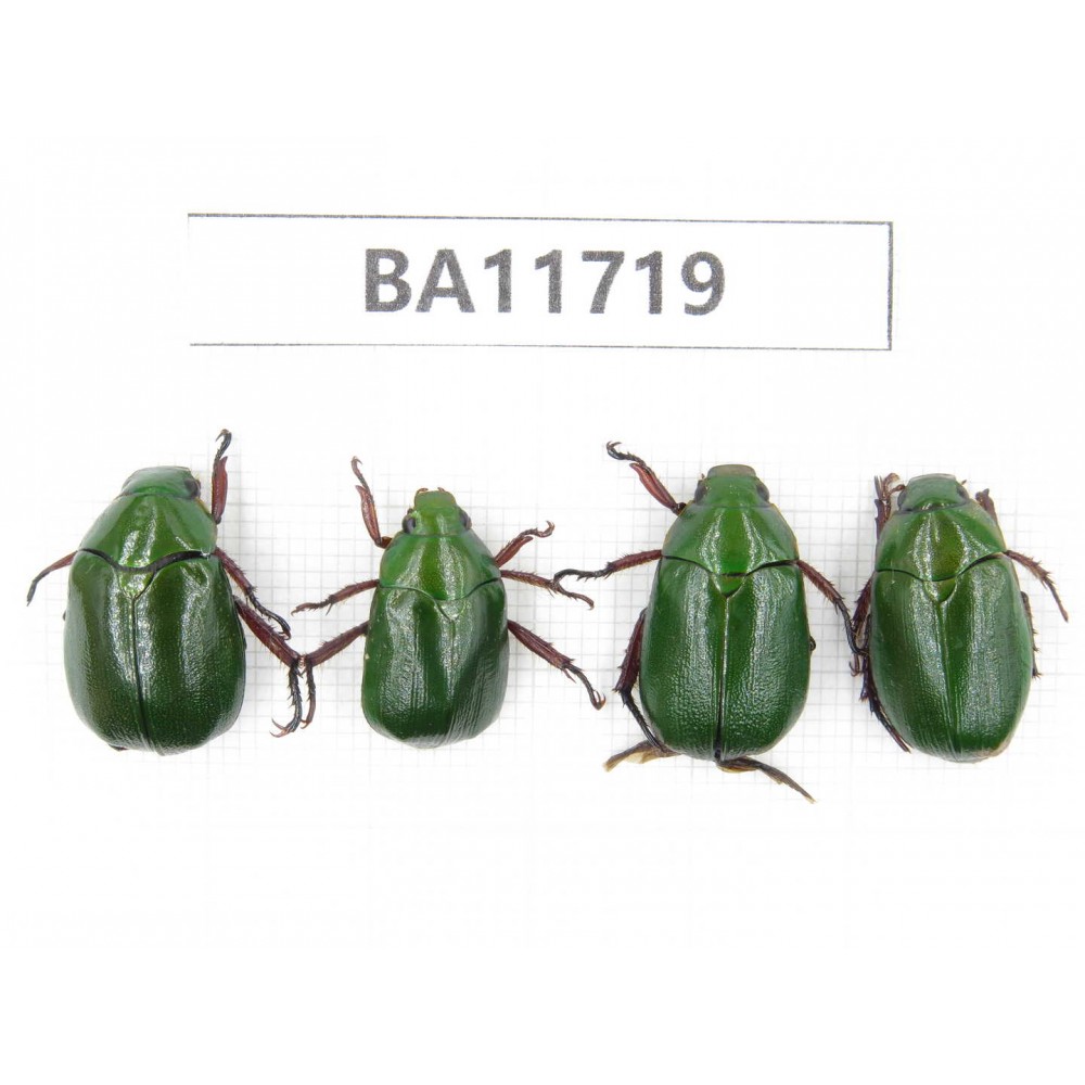Rutelidae sp. Myanmar, Kechin, Nanse. 4Pcs. BA11719.
