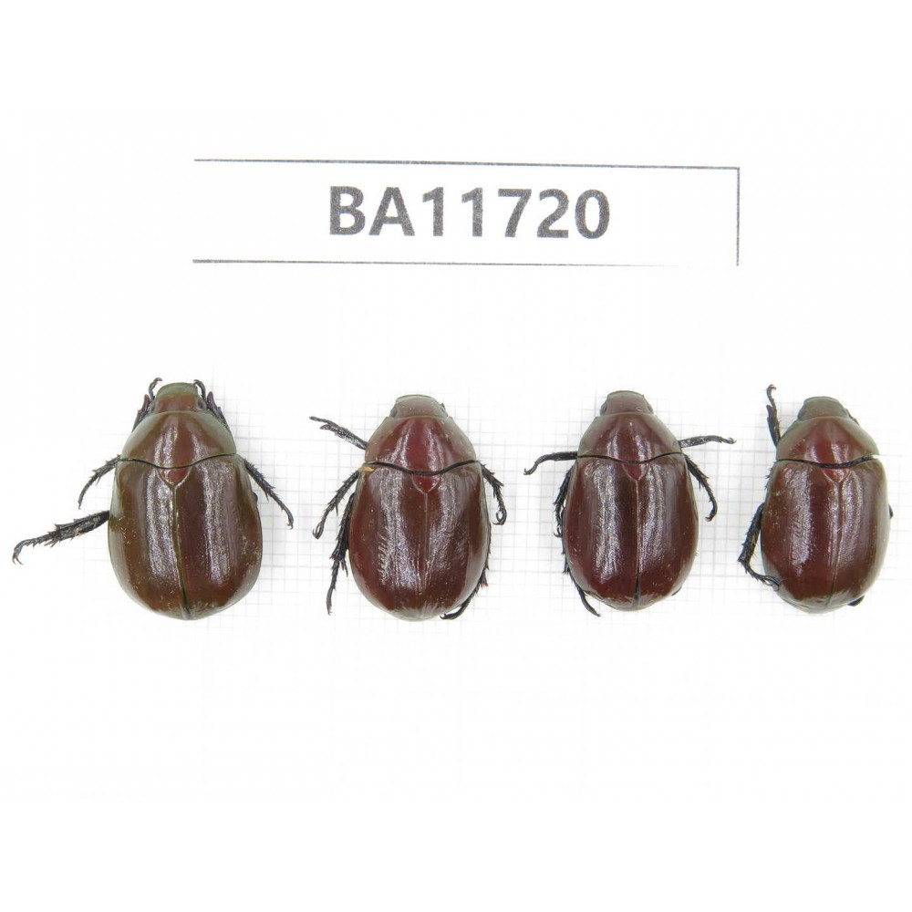 Rutelidae sp. Myanmar, Kechin, Nanse. 4Pcs. BA11720.