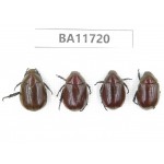 Rutelidae sp. Myanmar, Kechin, Nanse. 4Pcs. BA11720.