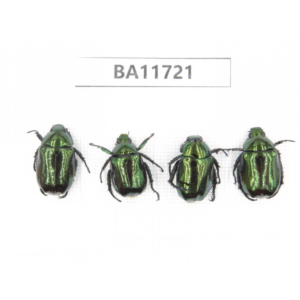 Rutelidae sp. Myanmar, Kechin, Nanse. 4Pcs. BA11721.