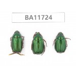 Rutelidae sp. Myanmar, Kechin, Nanse. 3Pcs. BA11724.