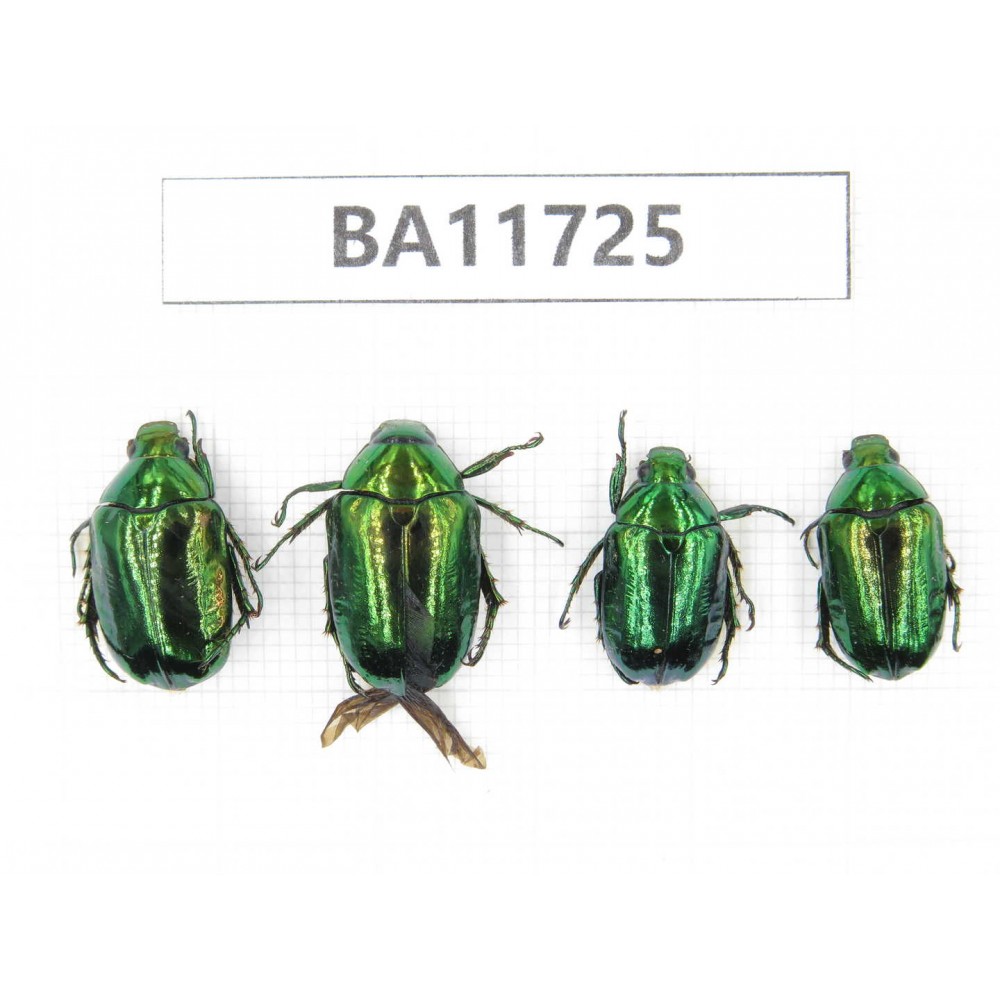 Rutelidae sp. Myanmar, Kechin, Nanse. 4Pcs. BA11725.