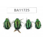Rutelidae sp. Myanmar, Kechin, Nanse. 4Pcs. BA11725.
