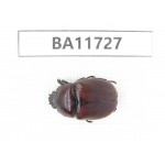 Rutelidae sp. Myanmar, Kechin, Nanse. 1Pcs. BA11727.