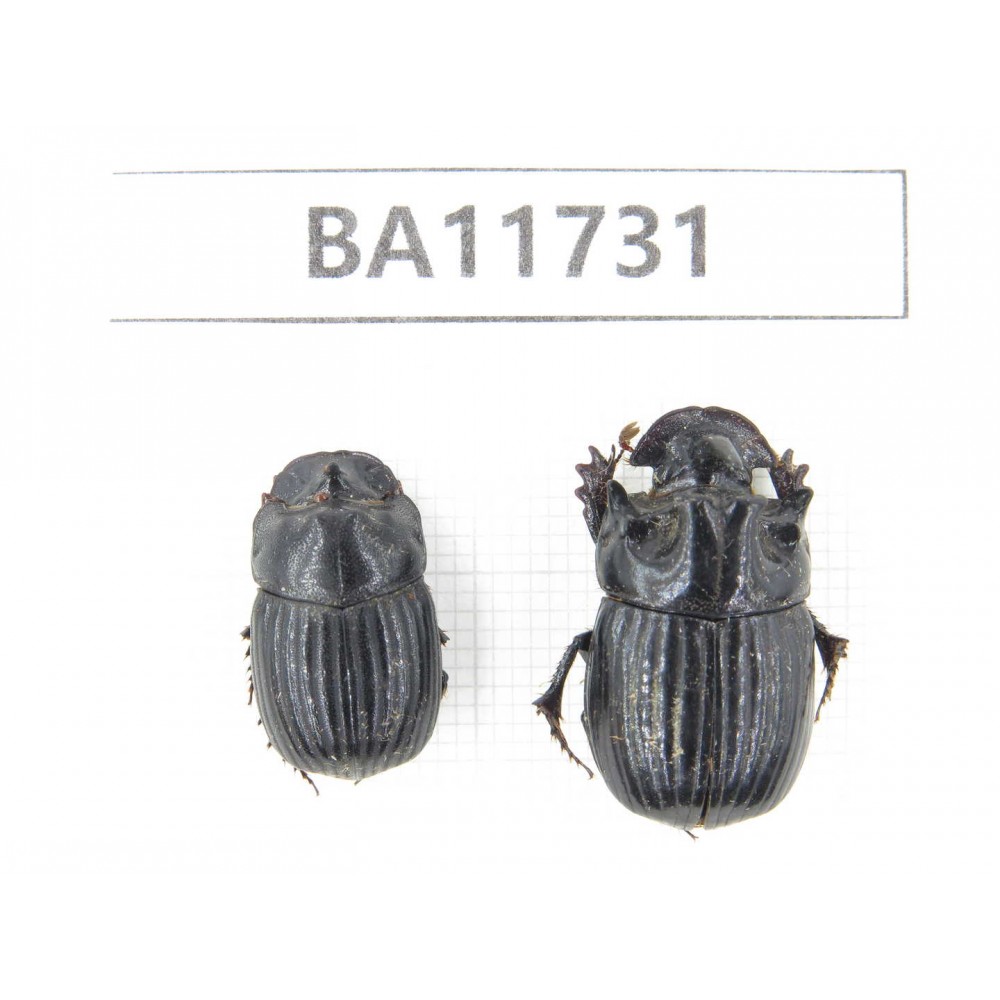 Geotrupidae sp. Myanmar, Kechin, Nanse. 1P. BA11731.