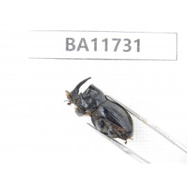 Geotrupidae sp. Myanmar, Kechin, Nanse. 1P. BA11731.