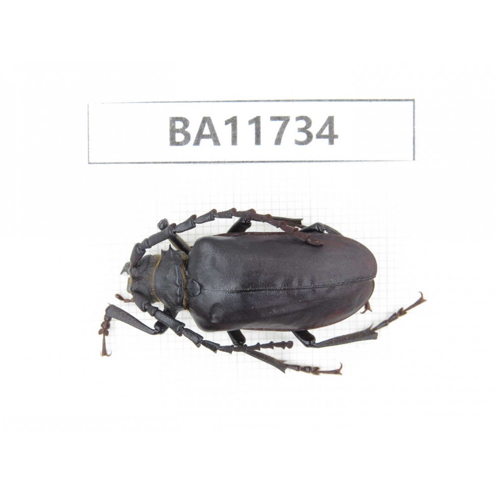 Cerambycidae sp. Myanmar, Kechin, Nanse.1Pcs. BA11734.