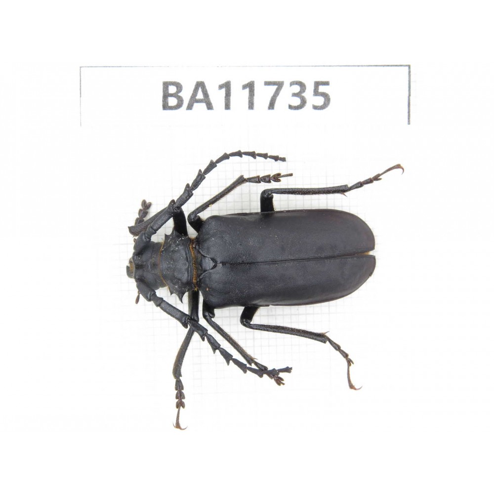 Cerambycidae sp. Myanmar, Kechin, Nanse.1Pcs. BA11735.