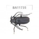 Cerambycidae sp. Myanmar, Kechin, Nanse.1Pcs. BA11735.