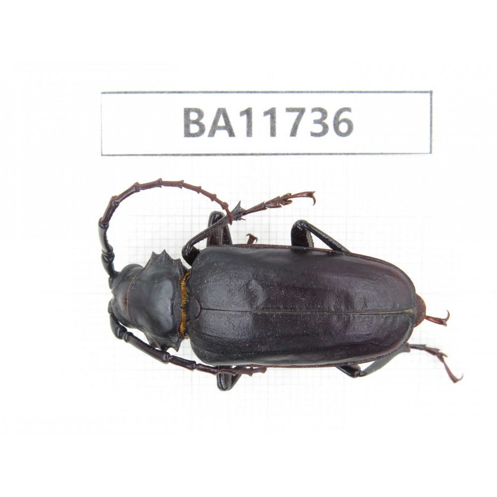 Cerambycidae sp. Myanmar, Kechin, Nanse.1Pcs. BA11736.