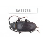 Cerambycidae sp. Myanmar, Kechin, Nanse.1Pcs. BA11736.