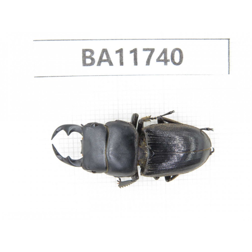 Dorcus sp. Myanmar, Kechin, Nanse. 1M. BA11740.