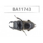 Dorcus sp. Myanmar, Kechin, Nanse. 1M. BA11743.