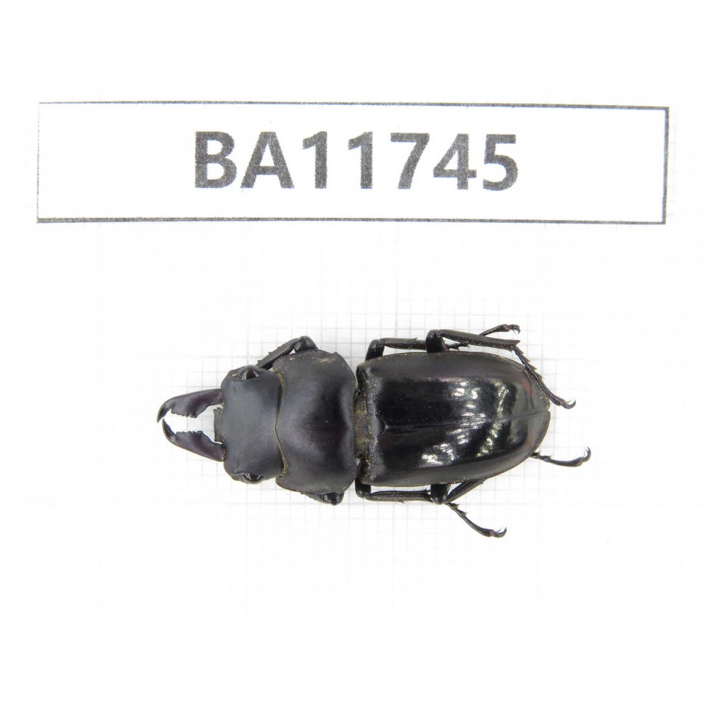 Dorcus sp. Myanmar, Kechin, Nanse. 1M. BA11745.