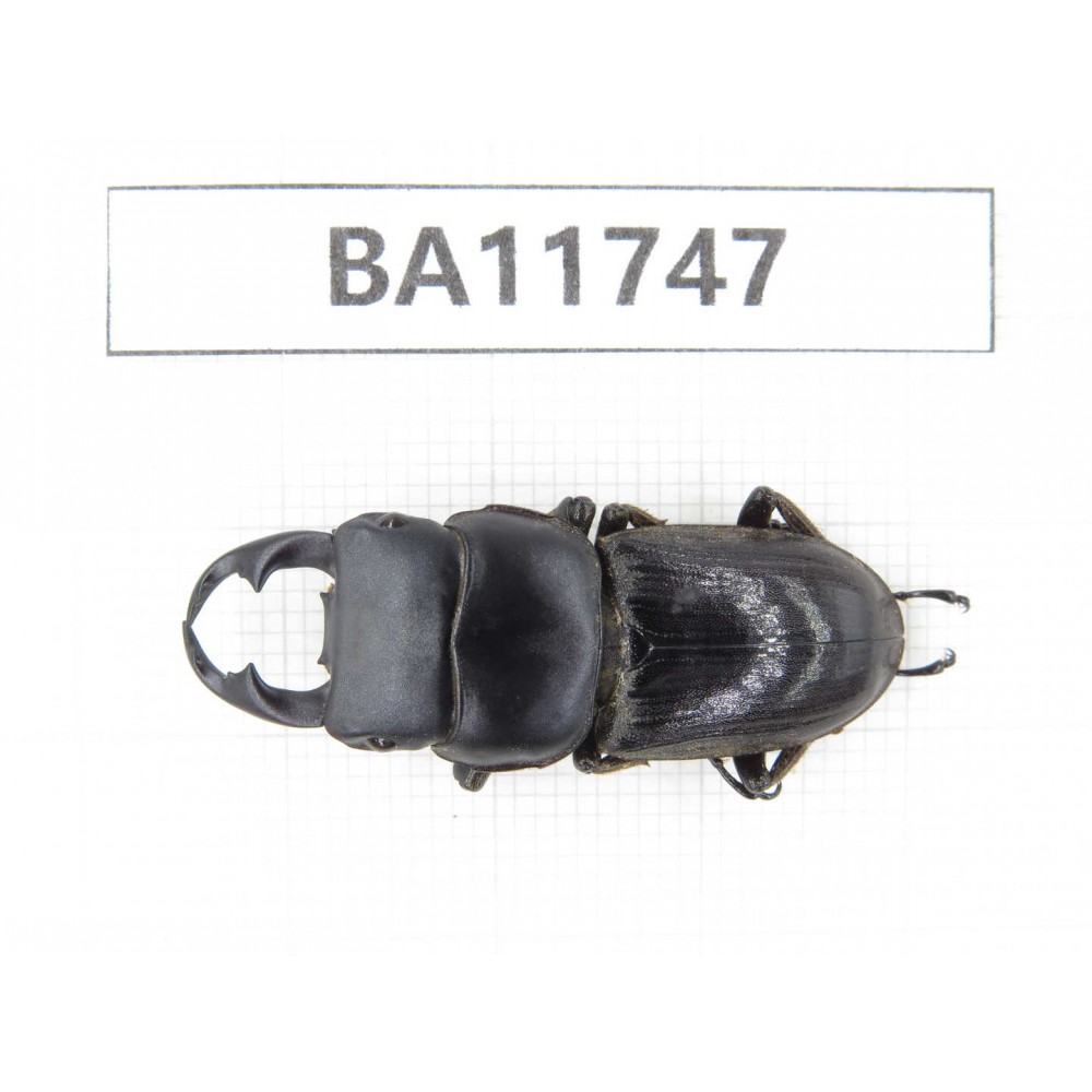 Dorcus sp. Myanmar, Kechin, Nanse. 1M. BA11747.