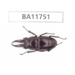 Prosopocoilus sp. Myanmar, Kechin, Nanse.1M. BA11751.