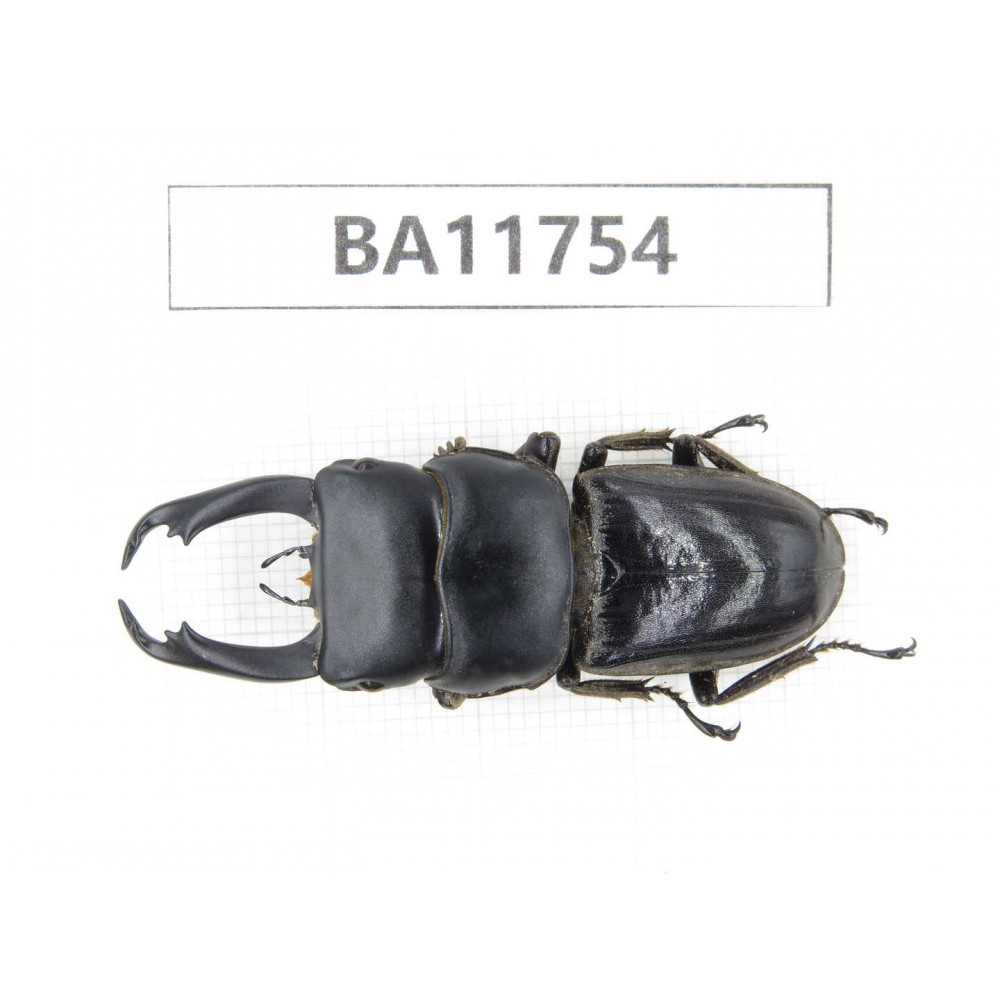 Dorcus sp. Myanmar, Kechin, Nanse. 1M. BA11754.