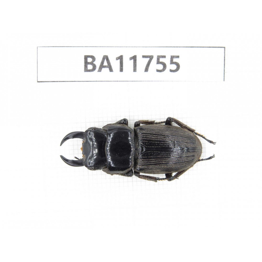 Dorcus sp. Myanmar, Kechin, Nanse. 1M. BA11755.