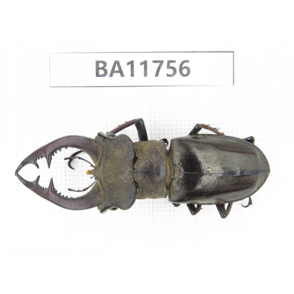 Lucanus prossi. Myanmar, Kechin, Nanse.1M. BA11756.