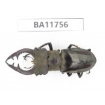 Lucanus prossi. Myanmar, Kechin, Nanse.1M. BA11756.