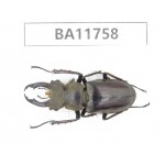 Lucanus sp. Myanmar, Kechin, Nanse.1M. BA11758.