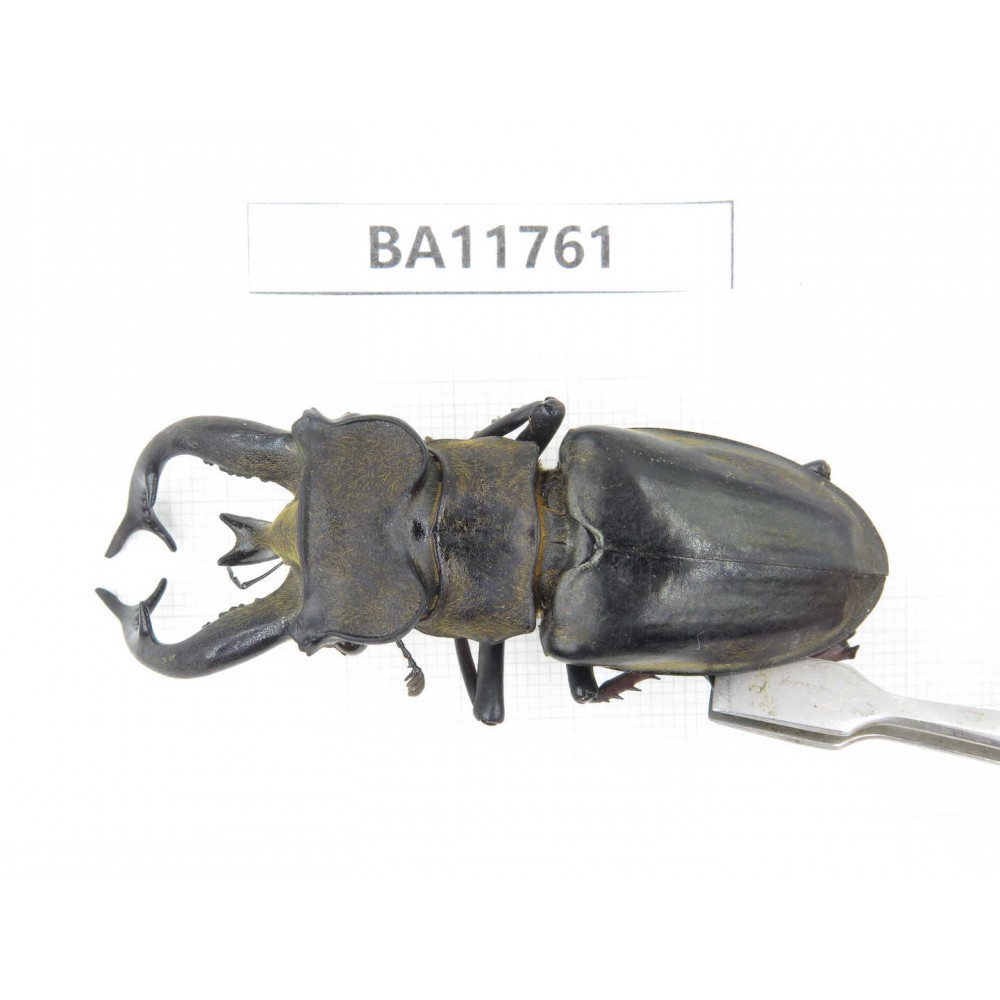 Lucanus tibetanus ssp. Myanmar, Kechin, Nanse.1M. BA11761.
