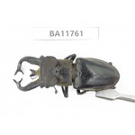Lucanus tibetanus ssp. Myanmar, Kechin, Nanse.1M. BA11761.