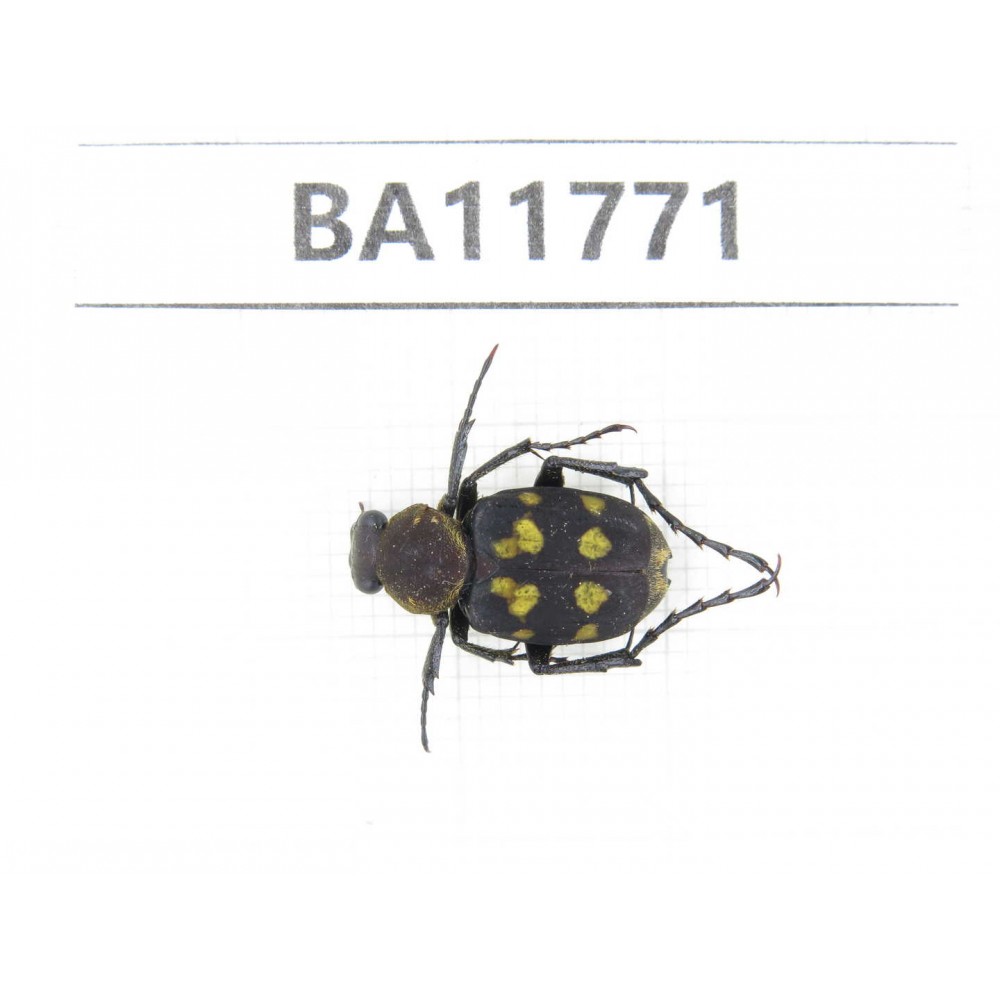 Cetoniidae sp. China,  Guizhou, Qiandongnan, Rongjiang county. 1Pcs. BA11771.