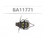 Cetoniidae sp. China,  Guizhou, Qiandongnan, Rongjiang county. 1Pcs. BA11771.