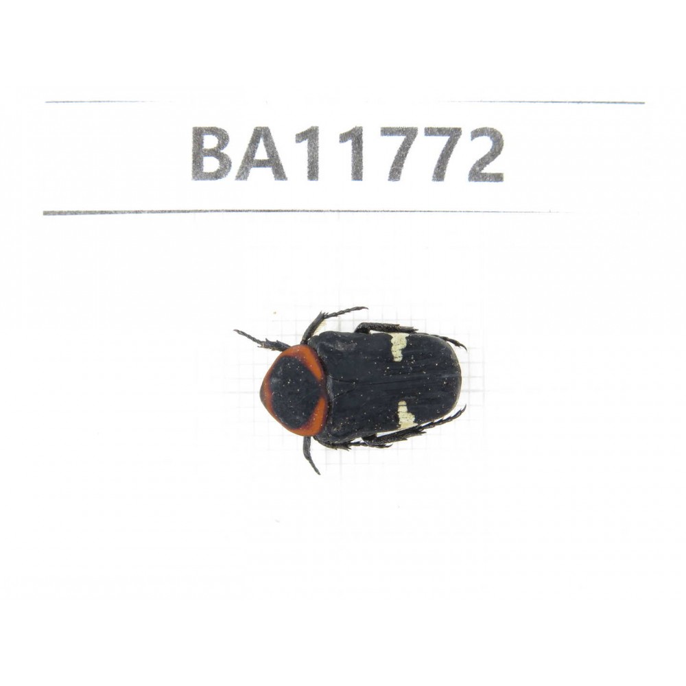Cetoniidae sp. China,  Guizhou, Qiandongnan, Rongjiang county. 1Pcs. BA11772.